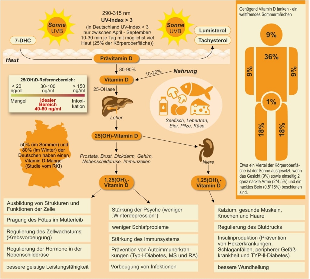 Vitamin-D Infografik