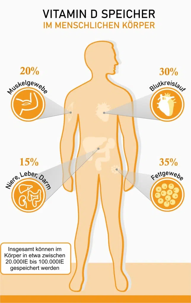 Infografik: Vitamin D Speicher im menschlichen Körper